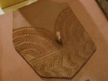 Museo Arqueológico Camilo Visedo Moltó